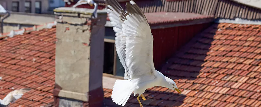 Residential Chimney Animal Removal Solution in Canton, OH